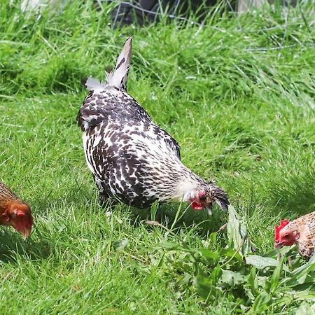 Gite A La Ferme Questembert ภายนอก รูปภาพ