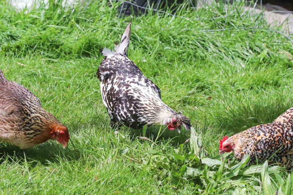 Gite A La Ferme Questembert ภายนอก รูปภาพ